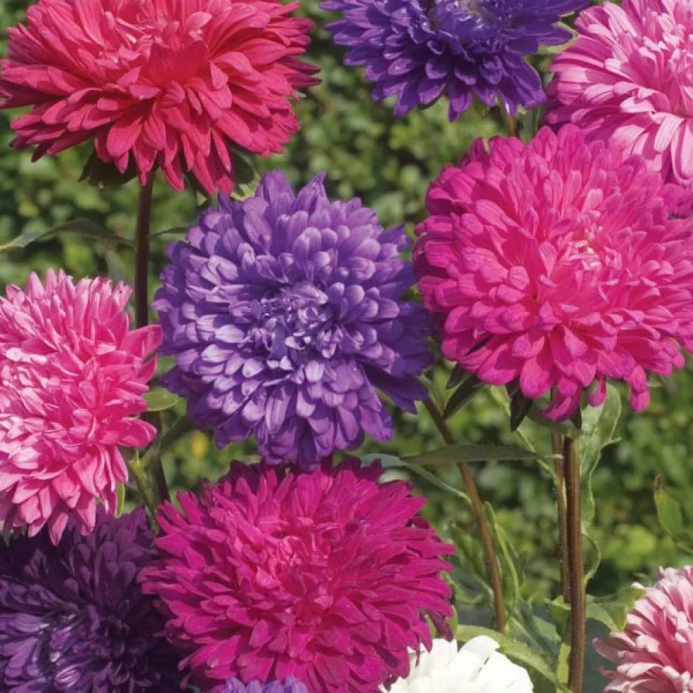 Kesäasteri 'Queen of the Market Ostrich Plume'