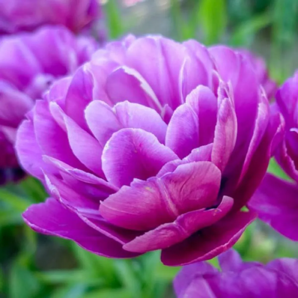 Tulppaani 'Blue spectacle'