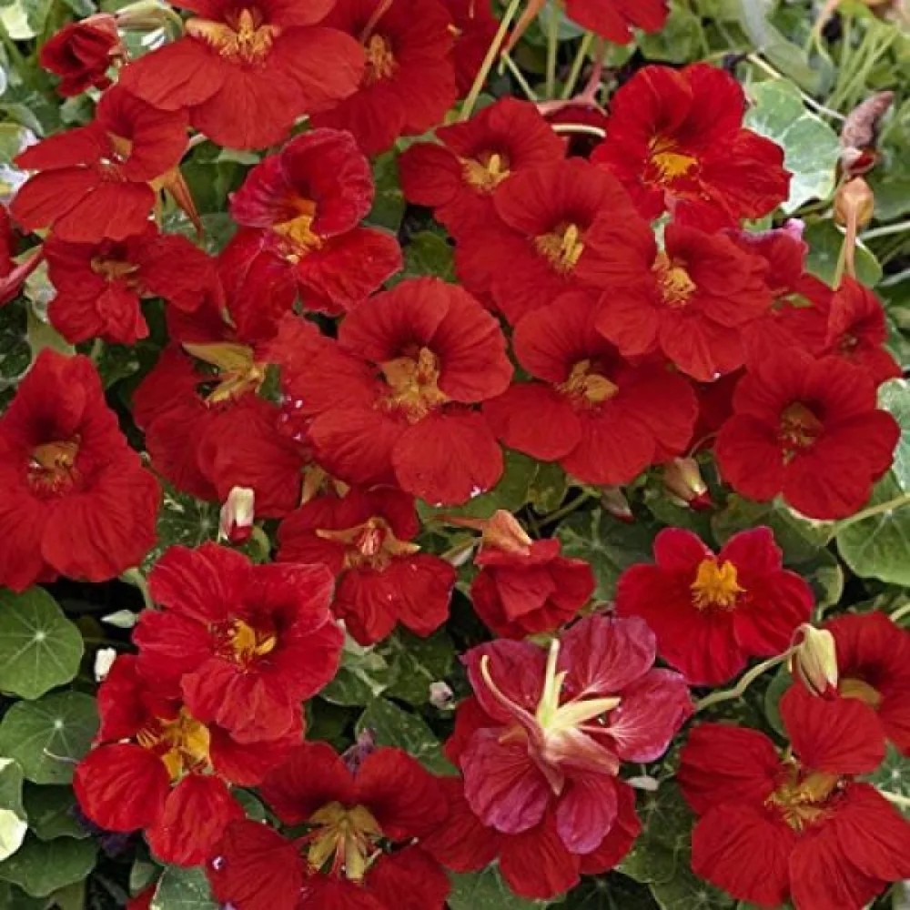 Köynnöskrassi 'Mahogany Jewel'