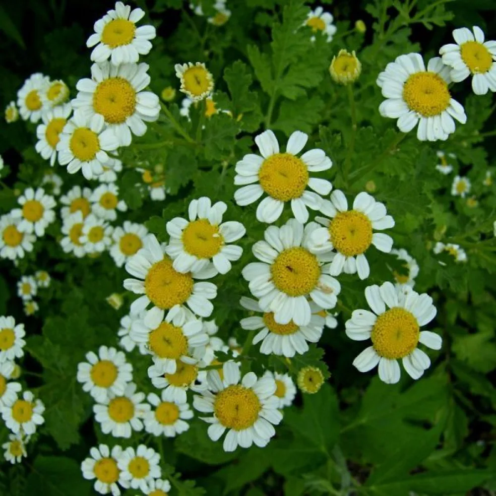 Mäkikaunosilmä Tanacetum parthenium