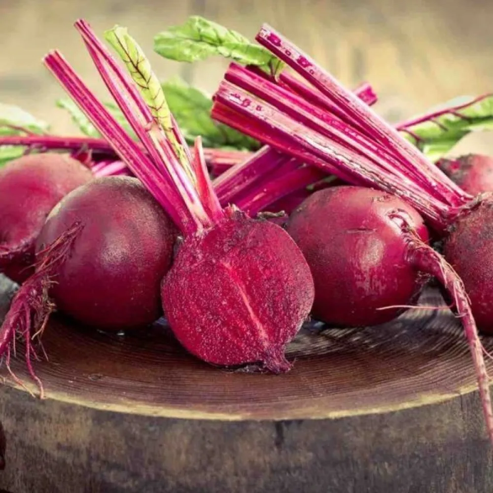 Punajuuri 'Bordo 237'