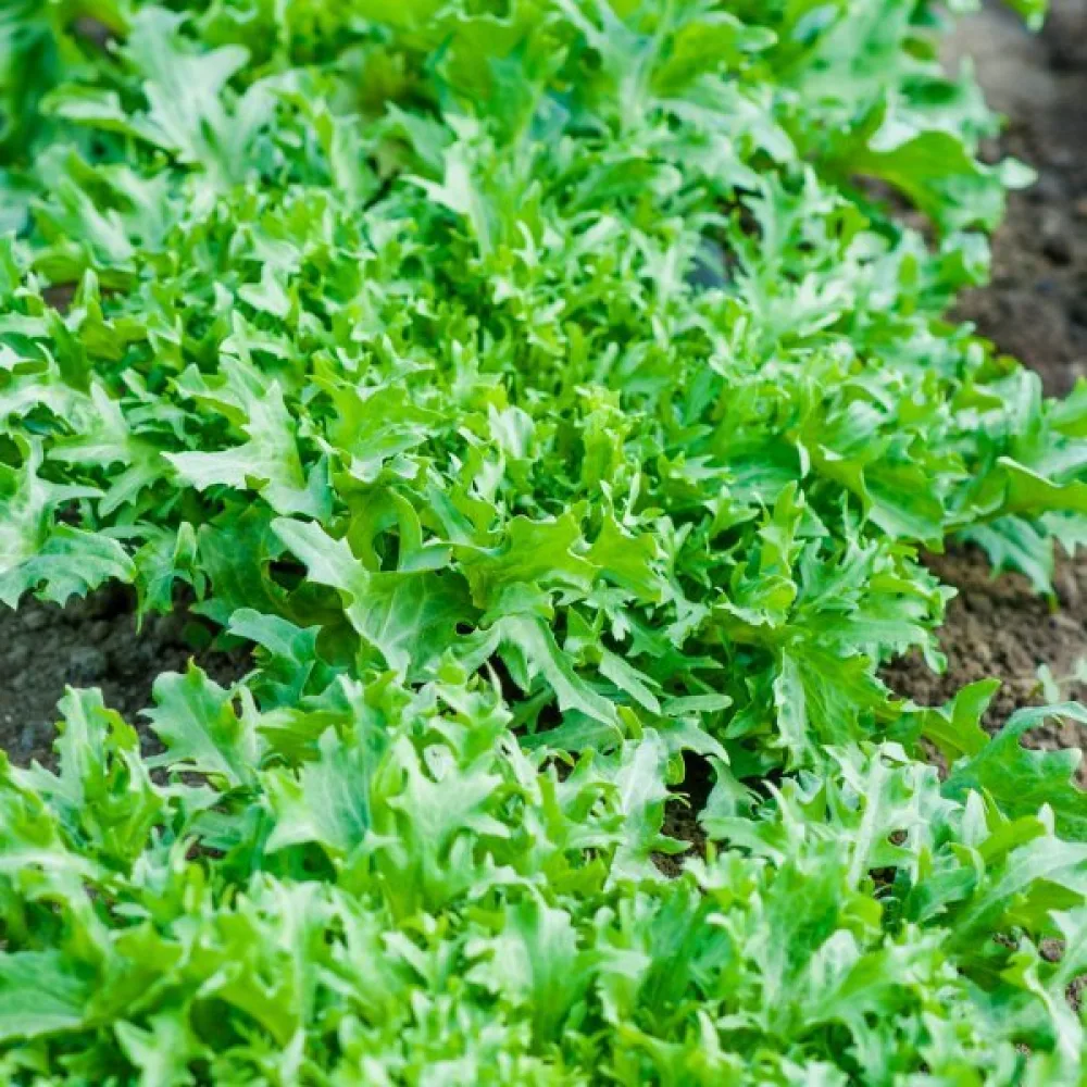 Endiivi 'Bionda'