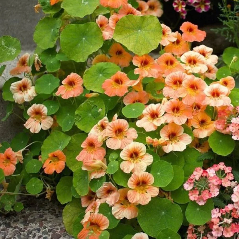 Köynnöskrassi 'Vesuvius Salmon'