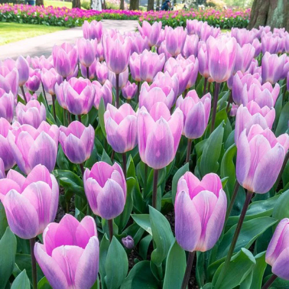 Tulppaani 'Light And Dreamy'