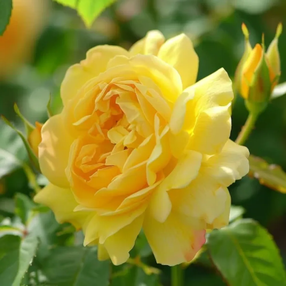 Ruusu 'Citrus Harmony' – paljasjuurinen