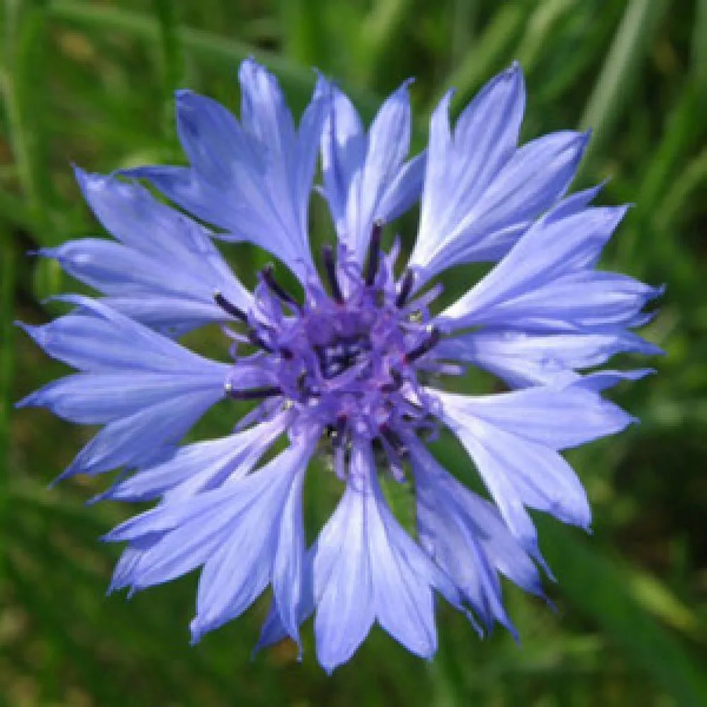 Ruiskaunokki 'Jubilee Gem', sininen