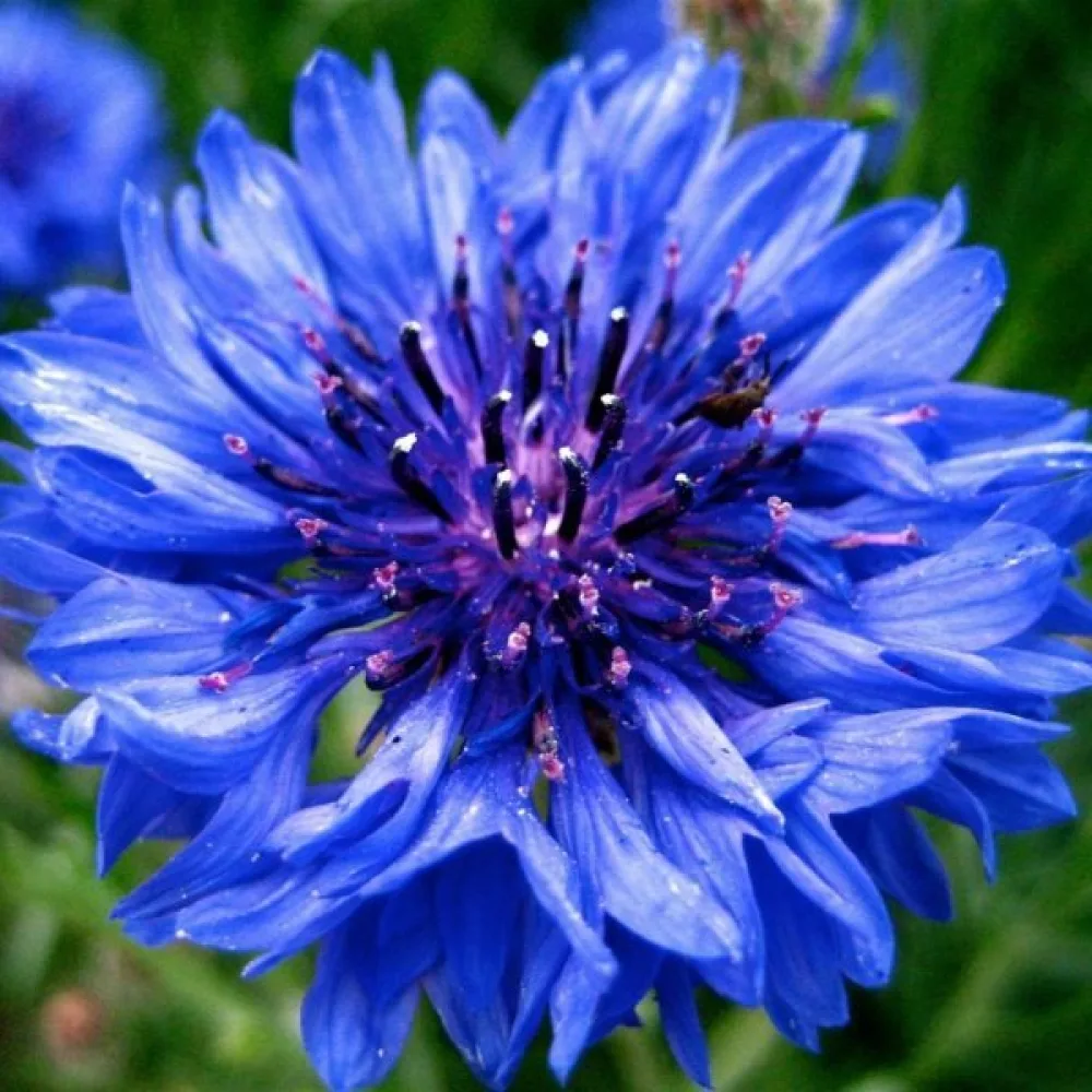 Ruiskaunokki Centaurea cyanus, luonnonmuoto, sininen