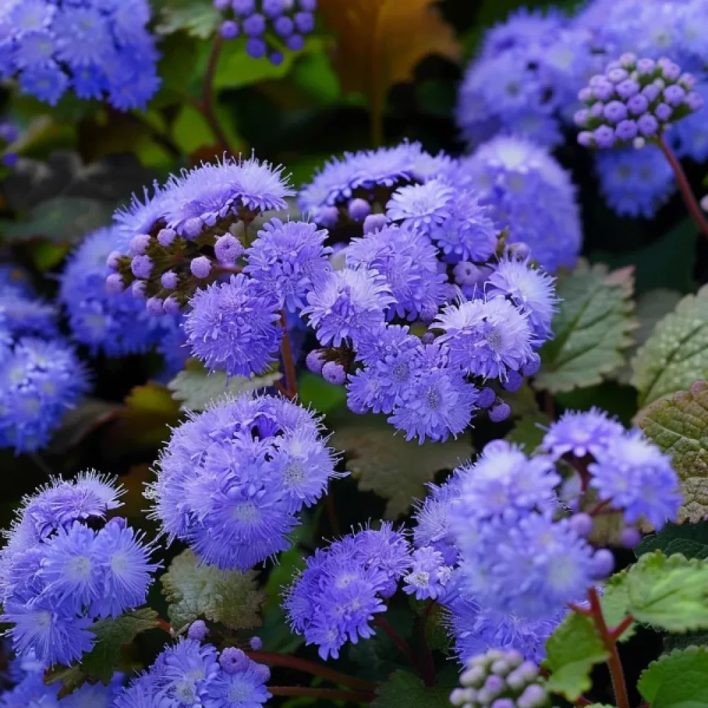 Sinihirvenjuuri 'Blue Mink'