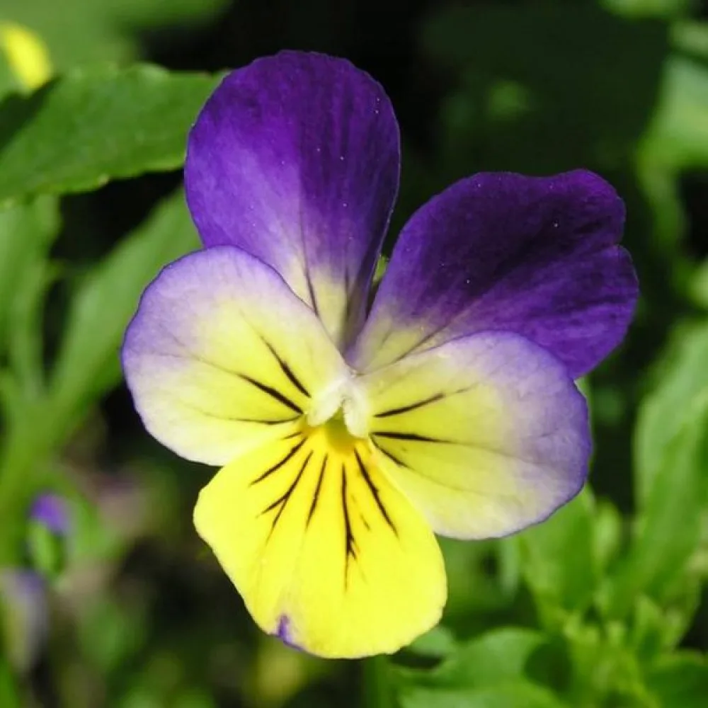 Keto-orvokki Viola tricolor