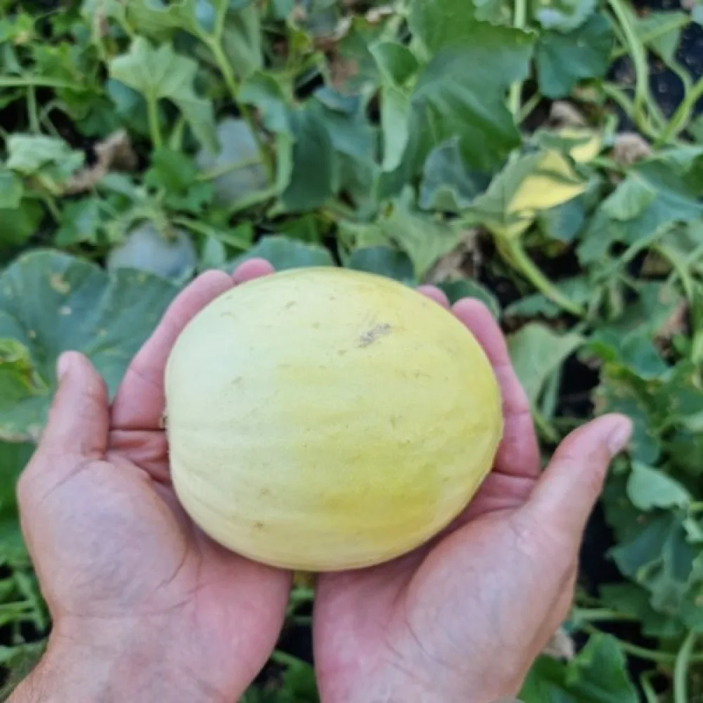 Meloni 'Oliwin'