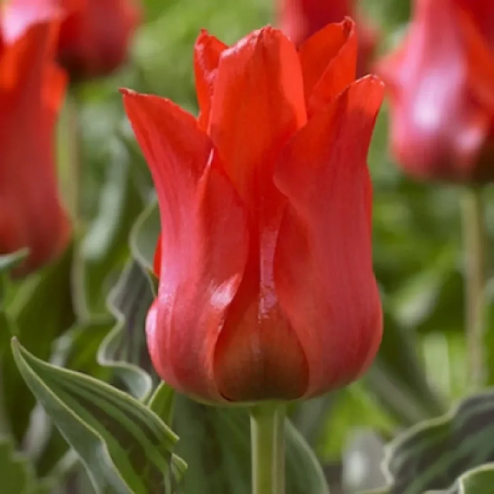 Tulppaani 'Red riding hood'