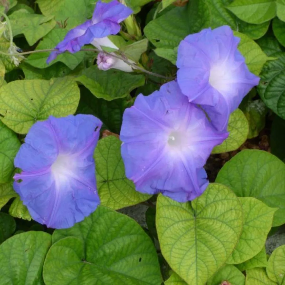 Elämänlanka Ipomoea nil – sekoitus
