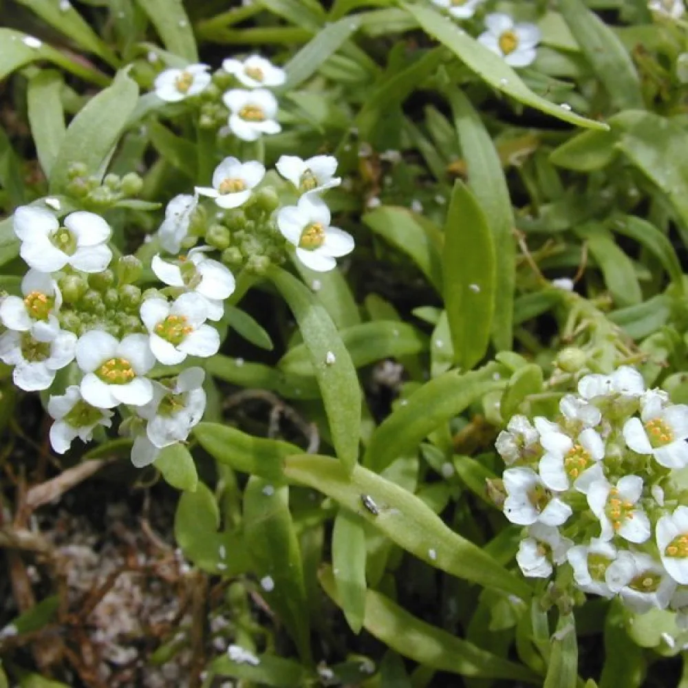Tuoksukilpiruoho – valkoinen
