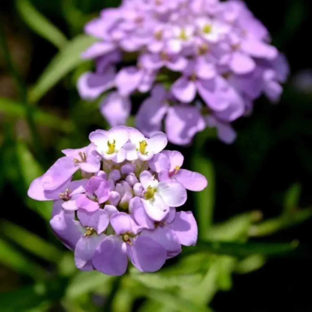 Sarjaiberis 'Cardinal' – violetti