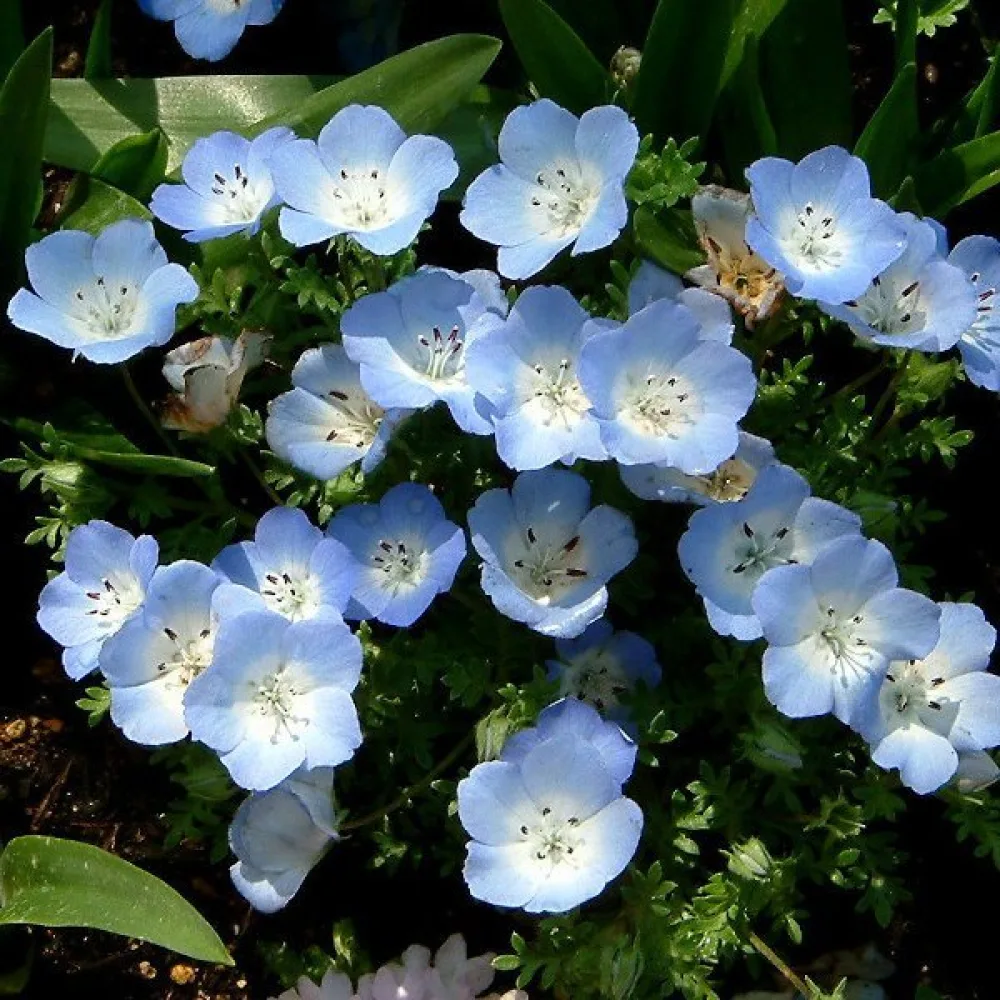 Nemophila – sininen