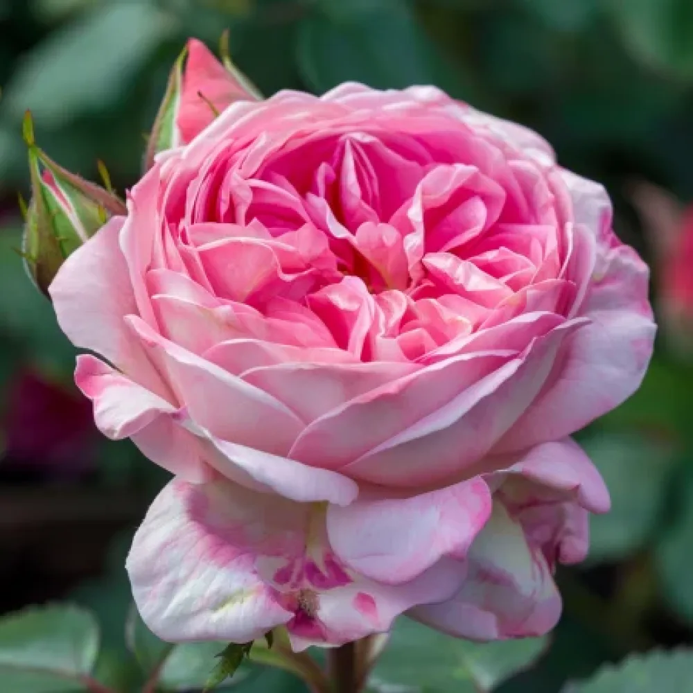 Ruusu 'Pink Sentinel' – paljasjuurinen