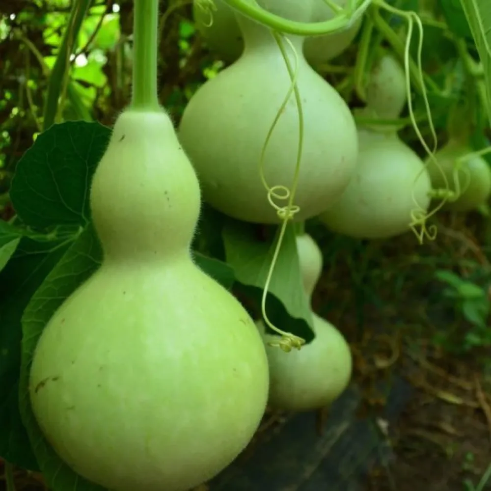 Pullokurpitsa 'Birdhouse'
