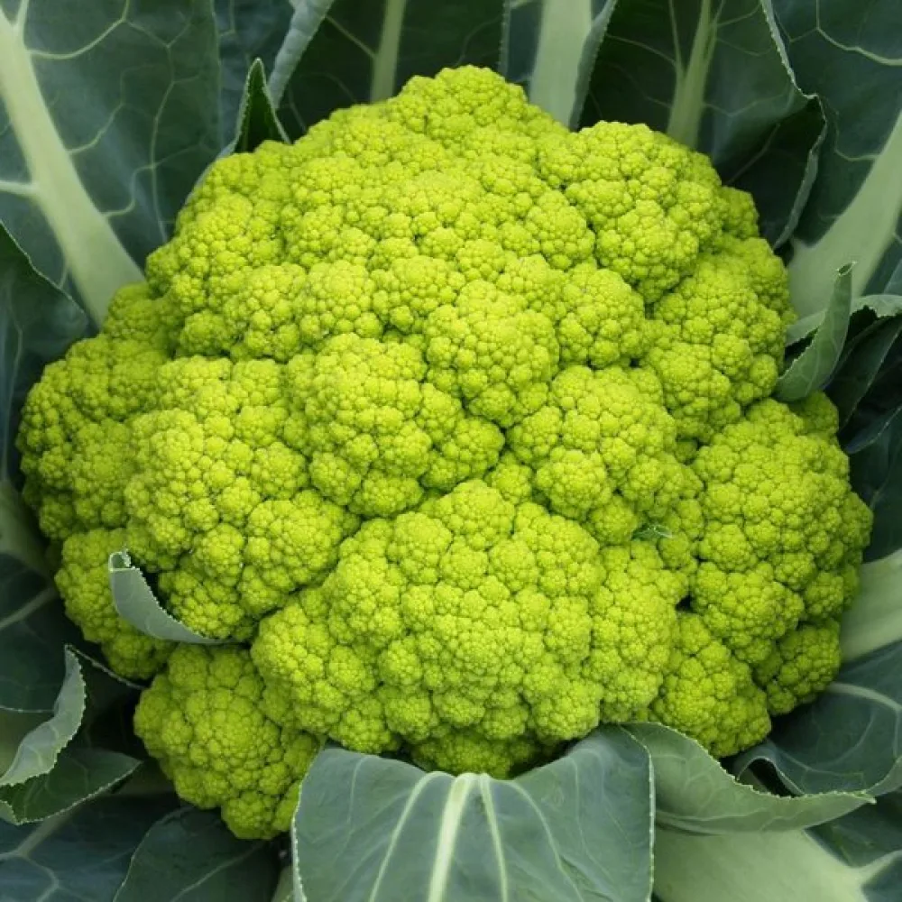 Kukkakaali 'Green Macerata'