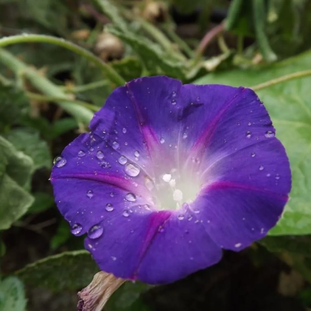 Elämänlanka 'Feringa' – violetti