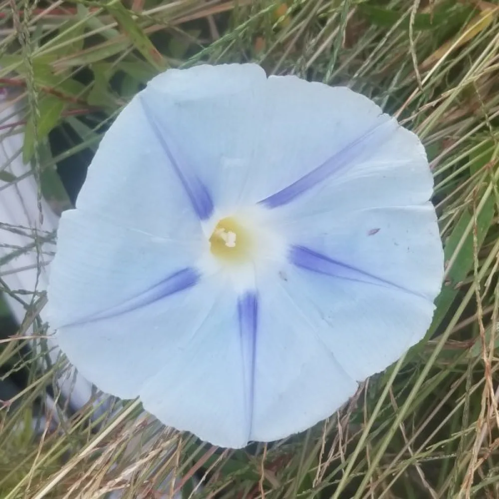 Elämänlanka 'Blue Star'