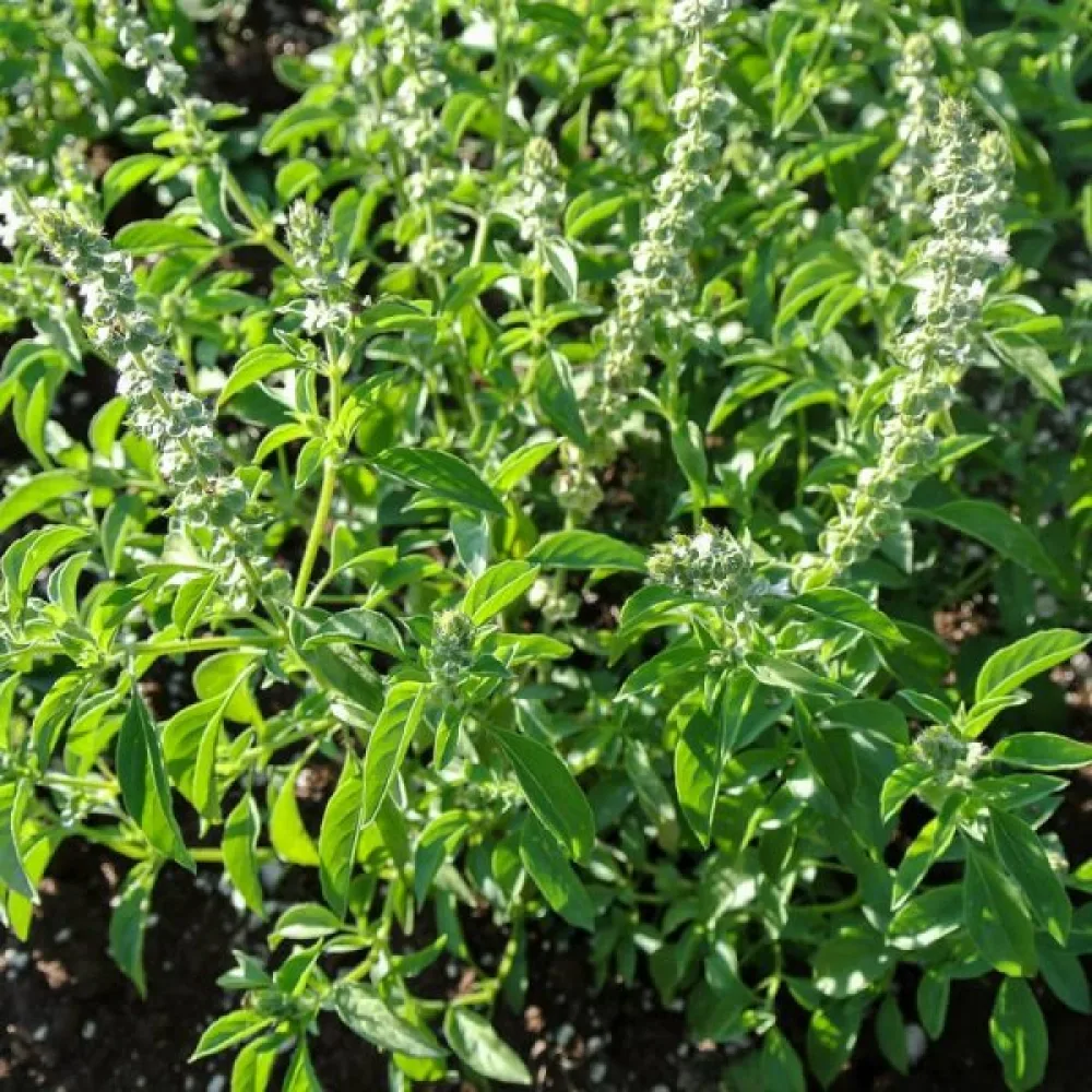 Sitruunabasilika – mikroversoiksi