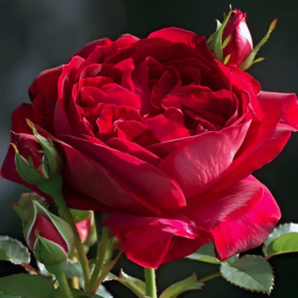 Ruusu 'Red Star'