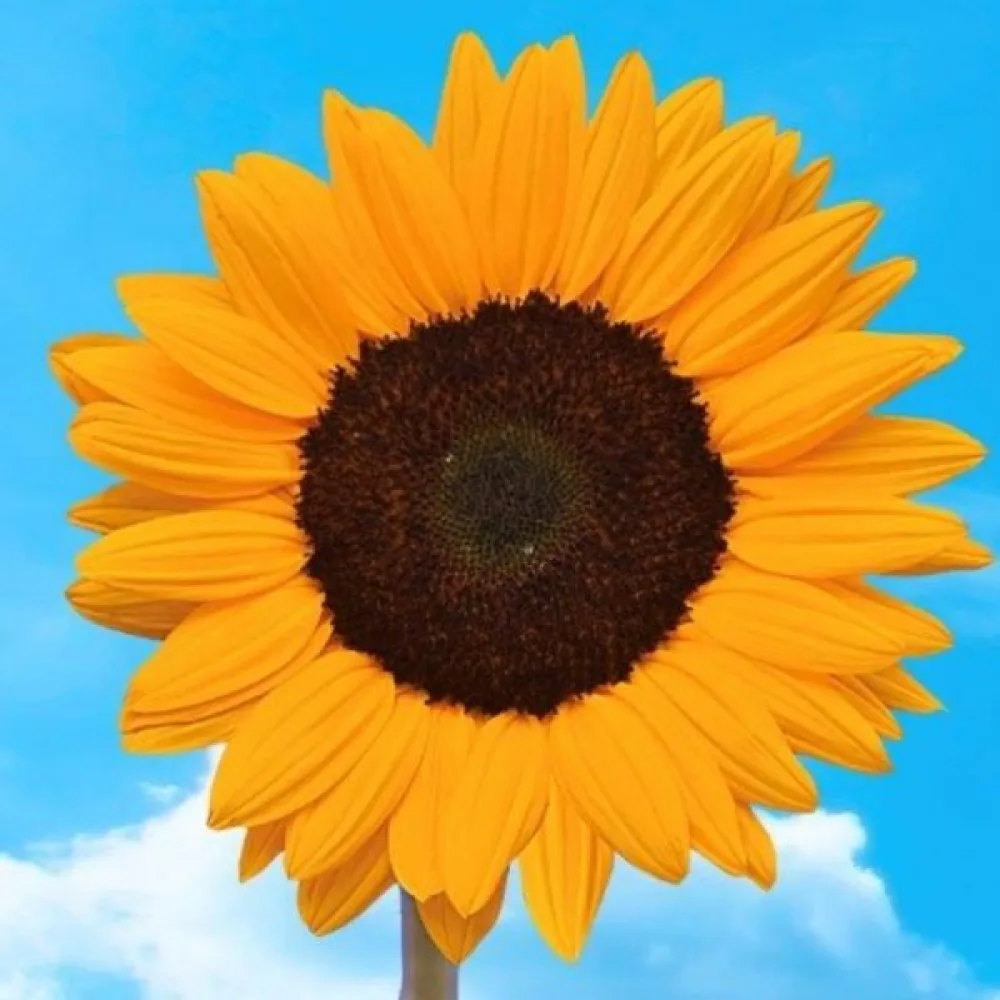 Auringonkukka 'Sunshine'