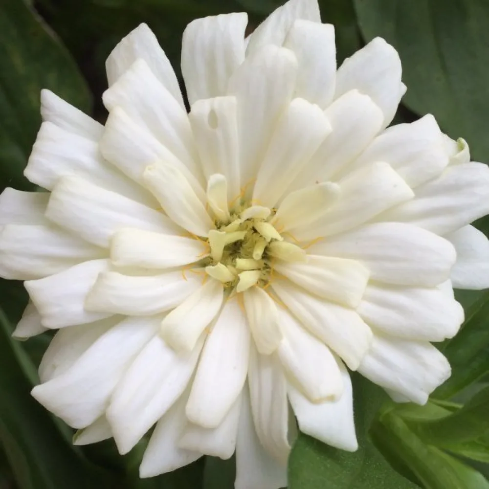 Tsinnia 'Snowman'