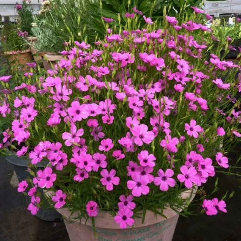 Viskaria 'Nobilis', lohenpunainen