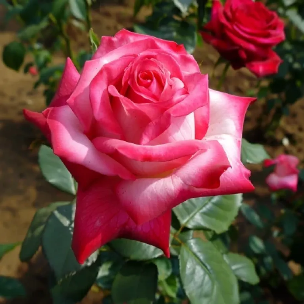 Ruusu 'Rosalita' – paljasjuurinen