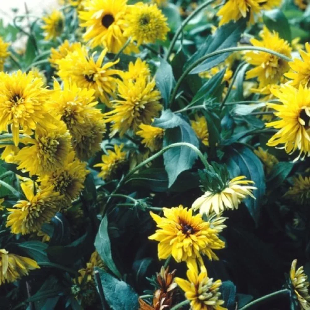 Kesäpäivänhattu 'Gloriosa Double Daisy'
