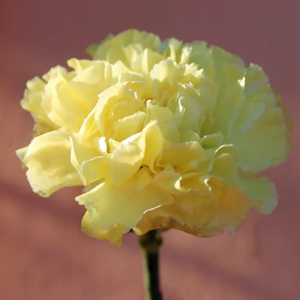 Neilikka Chabaud 'Marie Chabaud'