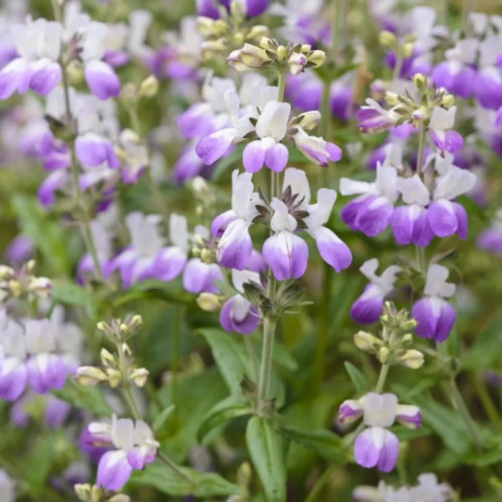 Collinsia, kaksivärinen