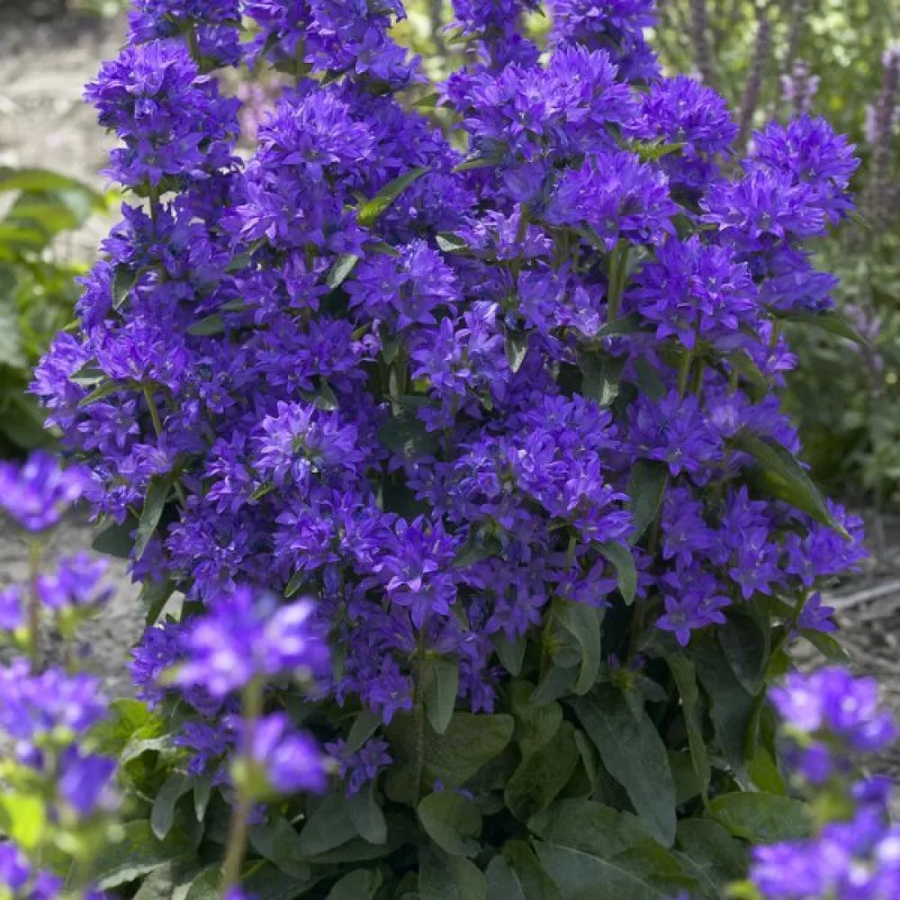 Peurankello Campanula glomerata var. dahurica – violetinsininen