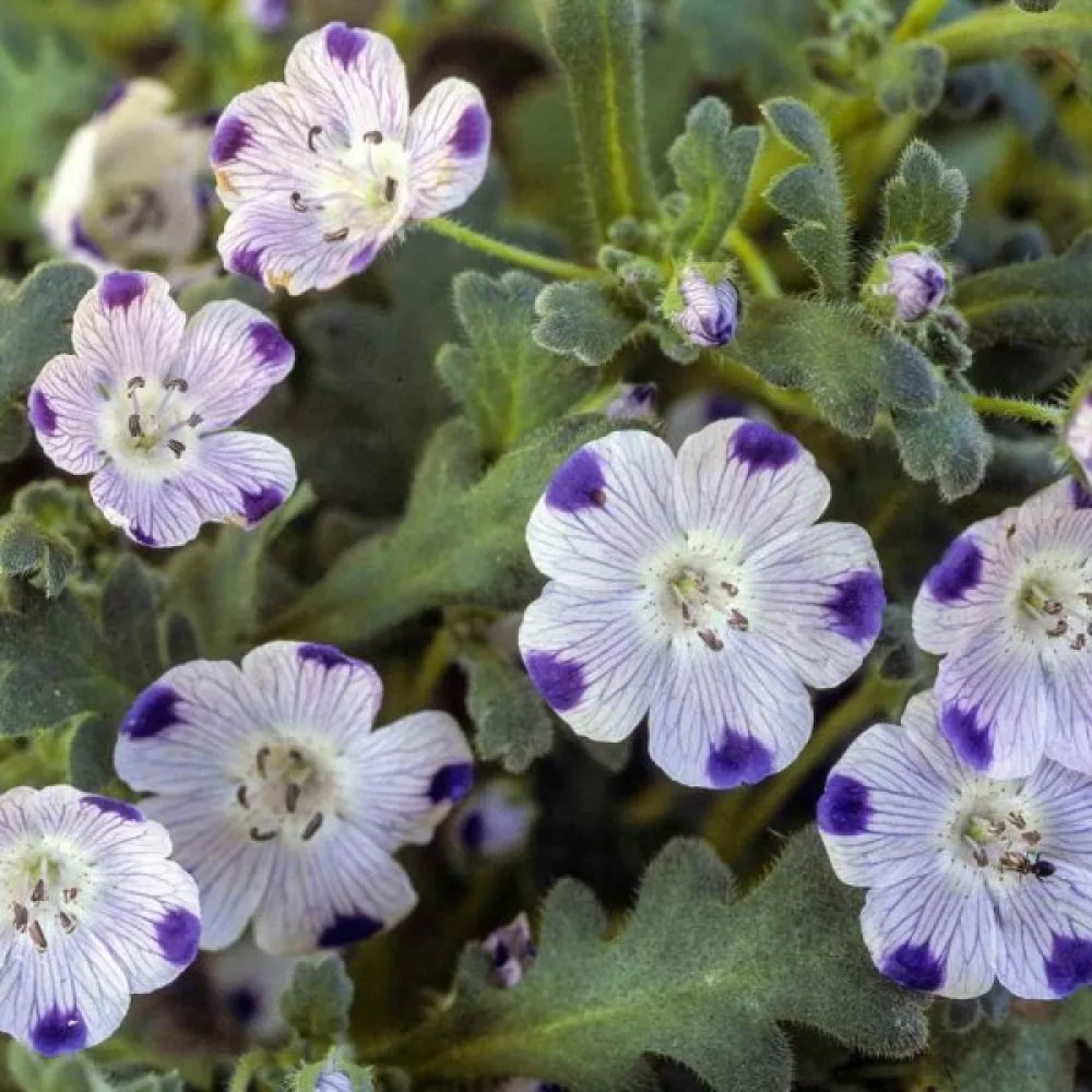 Nemophila maculata 'Five Spot'