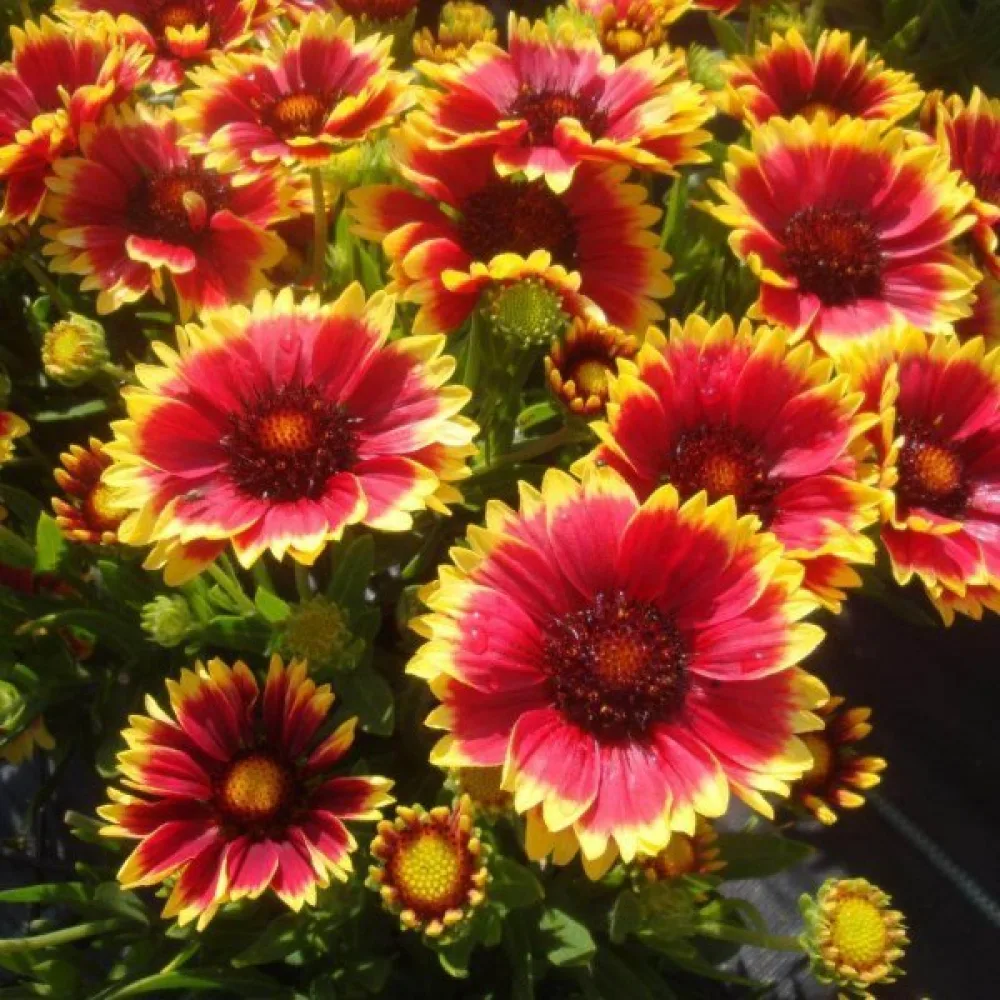 Kokardikukka Gaillardia pulchella, yksinkertainen, sekoitus