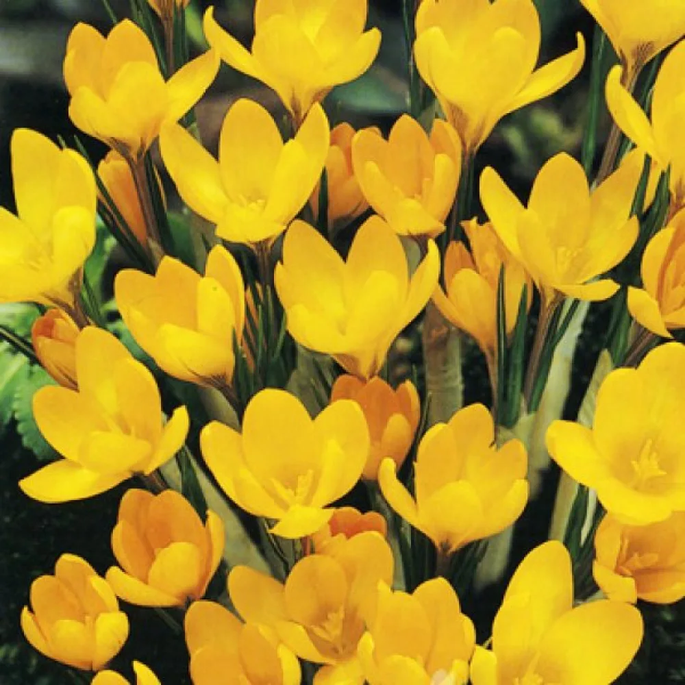 Krookus 'Yellow large flowering'