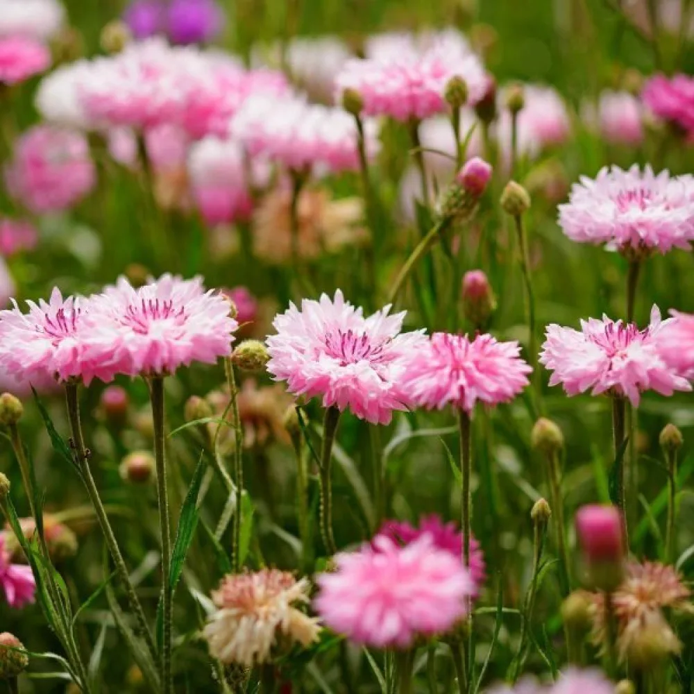 Ruiskaunokki 'Pink Ball', vaaleanpunainen