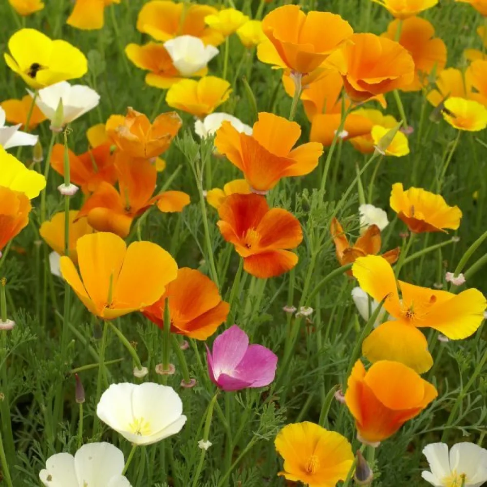 Kaliforniantunikko Eschscholzia californica, sekoitus