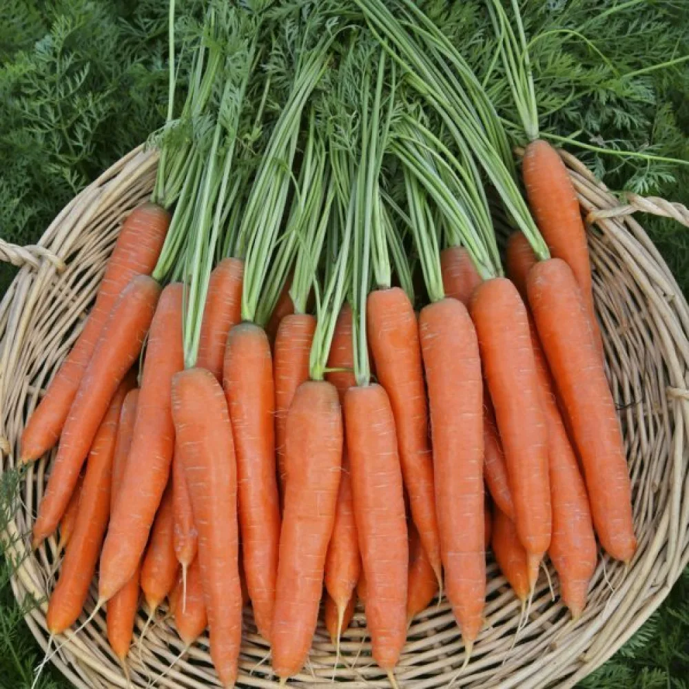 Porkkana 'Touchon'