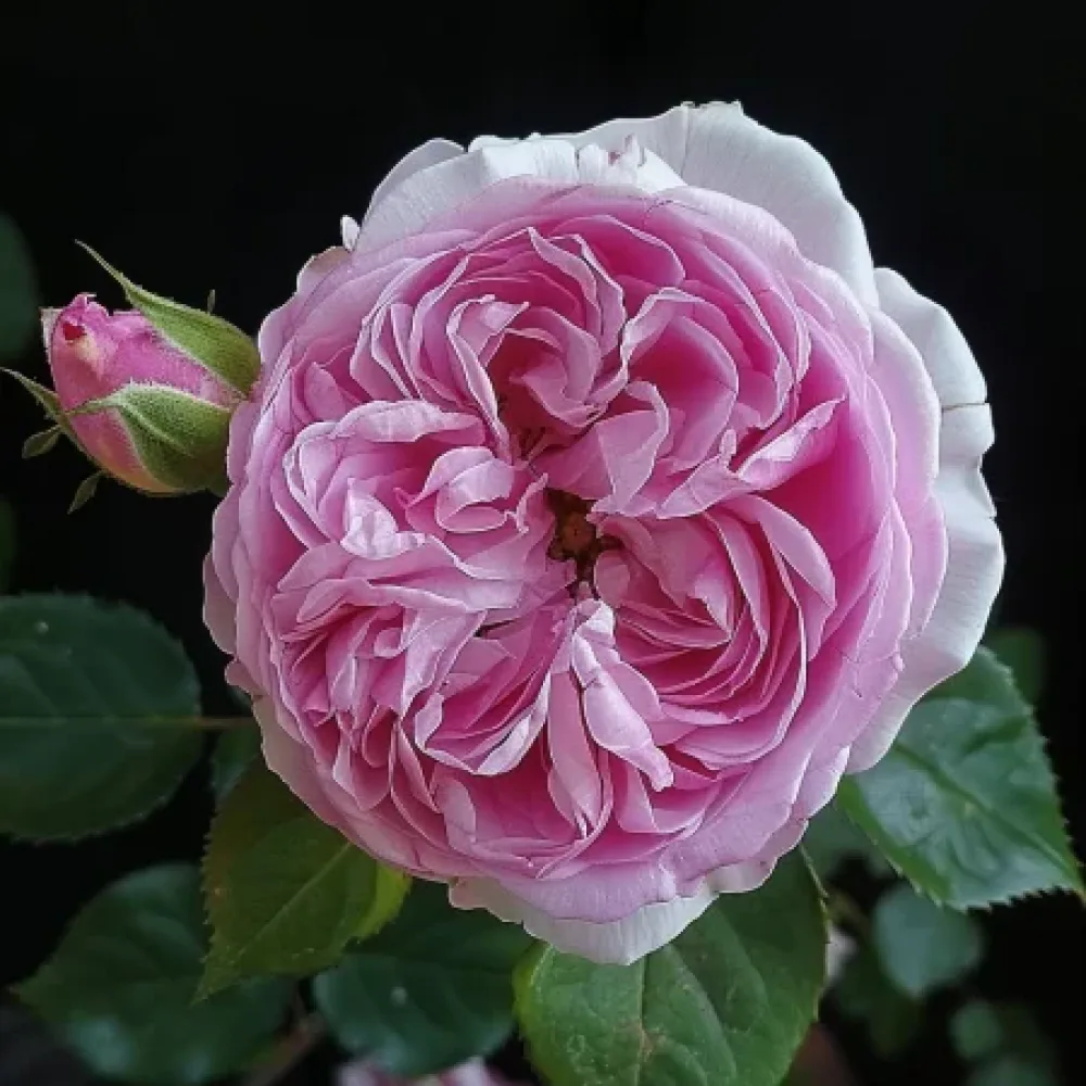 Ruusu 'Hidden Grace' – paljasjuurinen