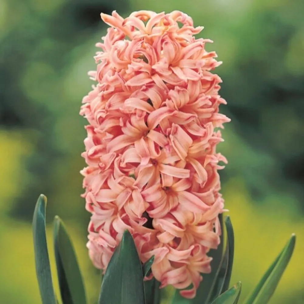 Hyasintti 'Gipsy queen'