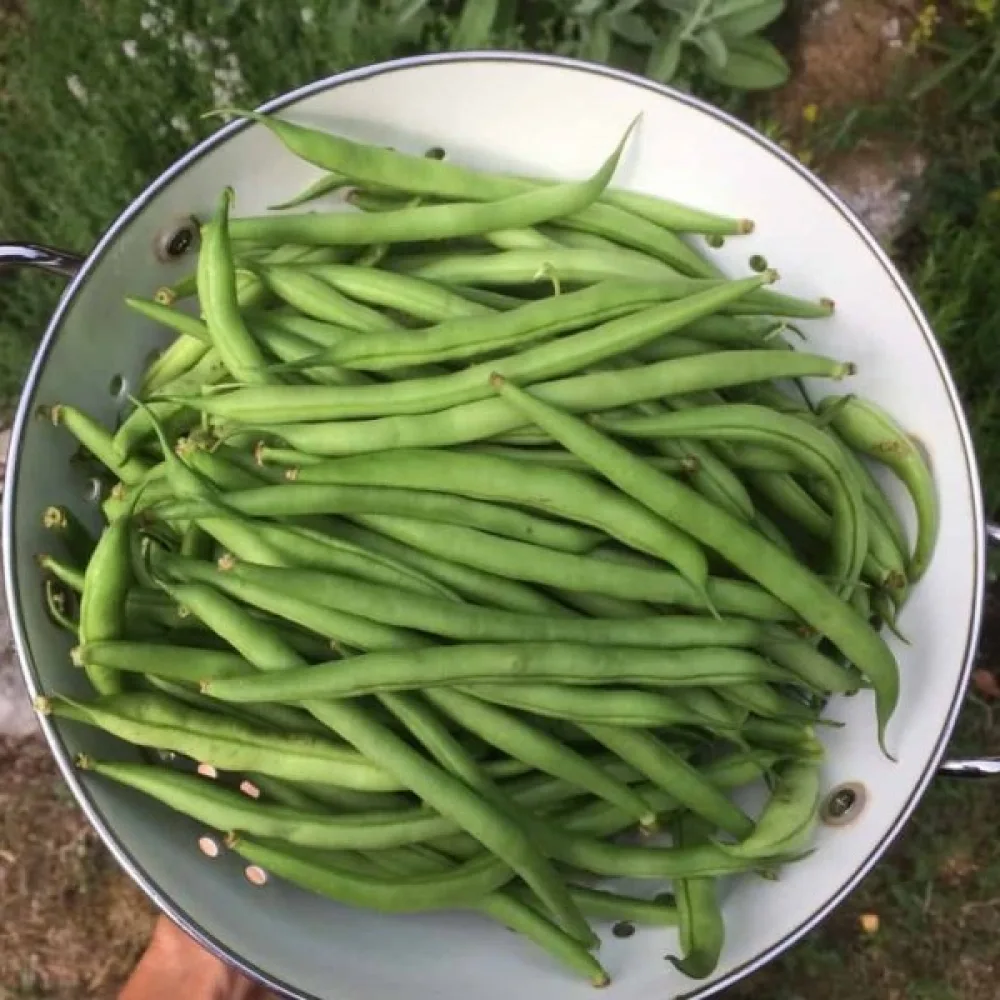 Tarhapapu 'Valja'