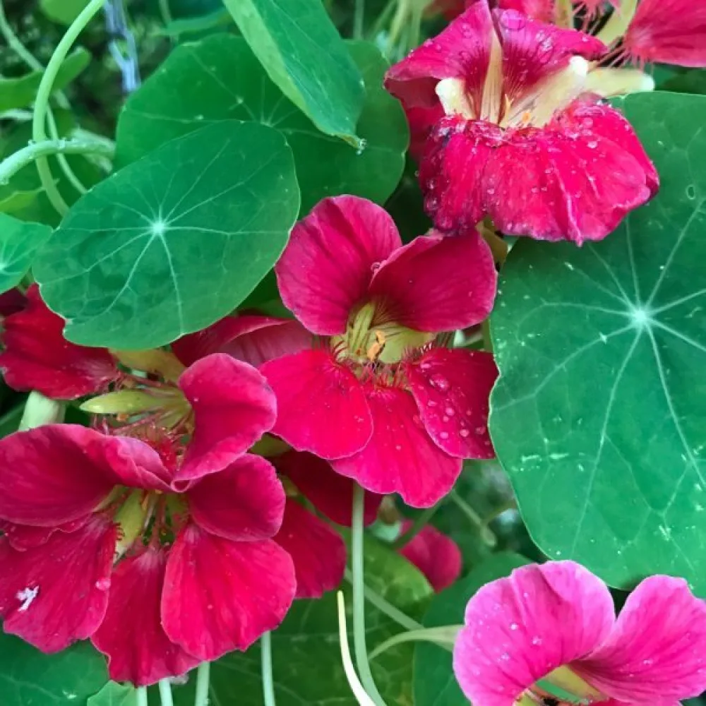 Köynnöskrassi 'Cherry Rose'