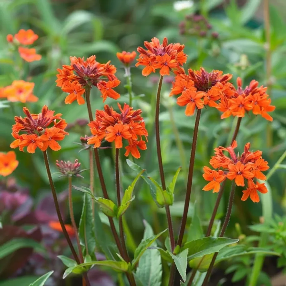 Lychnis 'Vesuvius' punainen