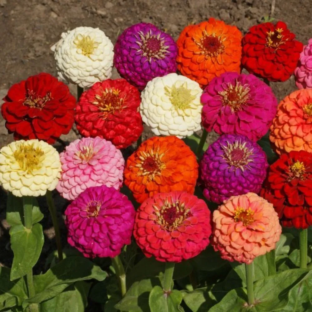 Tsinnia 'Pepito' (sekoitus)