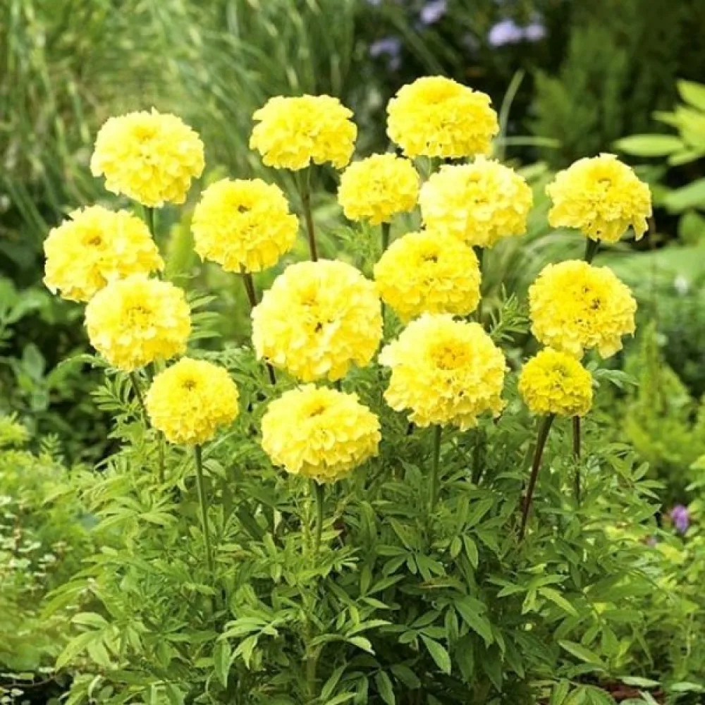Kookossamettikukka 'Calando Golden'