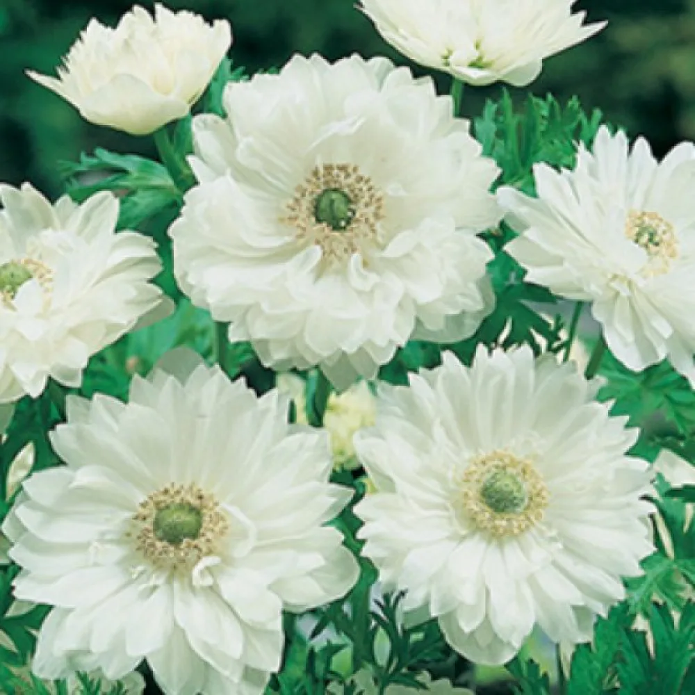 Vuokko 'Mount Everest st. Brigid'