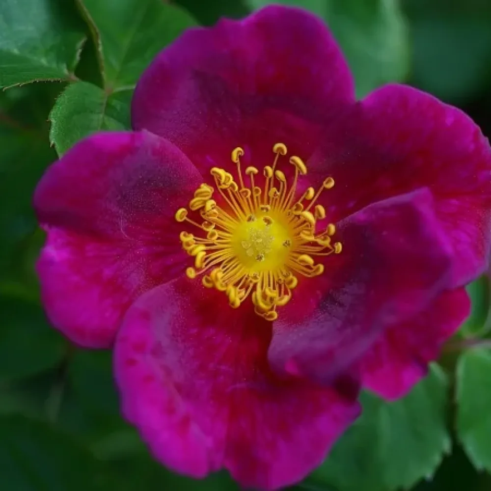 Ruusu 'Bright Tenderness' – paljasjuurinen
