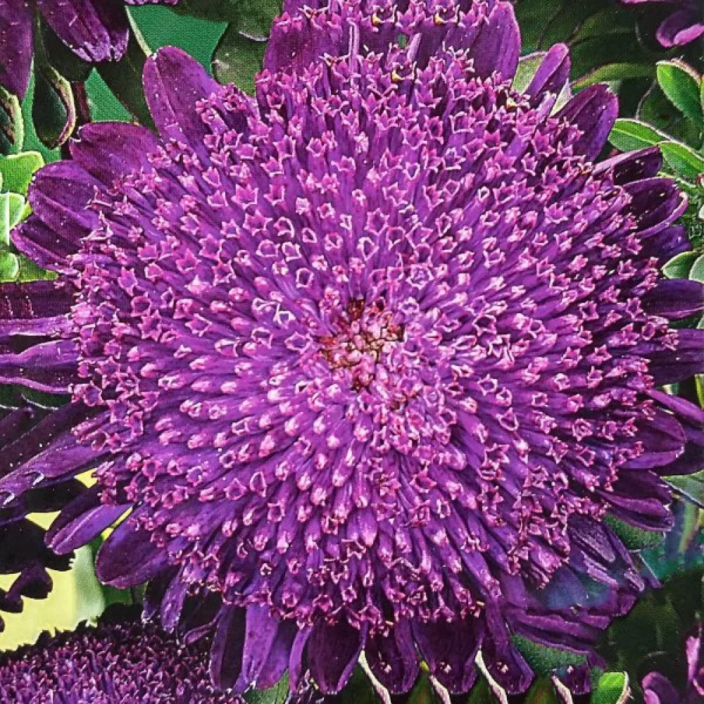 Kesäasteri 'Princess' – violetti
